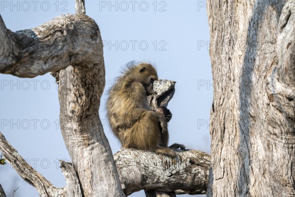 Bear baboon (Papio ursinus) sitting on a branch, Okavango Delta, Moremi Game Reserve, Botswana