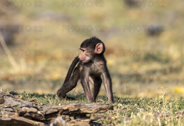Bear baboon (Papio ursinus) young, Okavango Delta, Moremi Game Reserve, Botswana