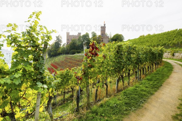 Castle and autumnal vineyards, Ortenberg Castle, Ortenberg, Kinzigtal, Ortenau, Black Forest, Baden-Württemberg, Germany