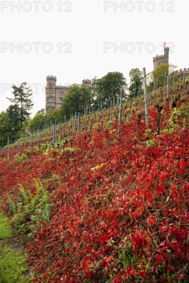 Castle and autumnal vineyards, Ortenberg Castle, Ortenberg, Kinzigtal, Ortenau, Black Forest, Baden-Württemberg, Germany