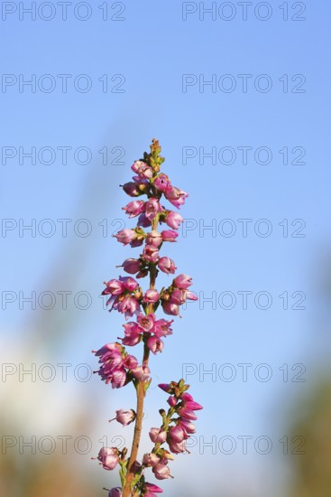 Flowering heather (Calluna vulgaris), heather, Trupacher Heide nature reserve, Siegen, North Rhine-Westphalia, Germany