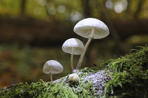 Ringed beech slime beetle (Oudemansiella mucida), on beech deadwood, Wilnsdorf, North Rhine-Westphalia, Germany