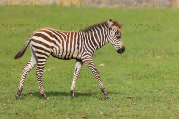 A Grant's zebra foal (Equus quagga boehmi) runs across a green meadow on a sunny day. East Africa