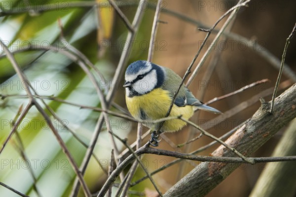 Blue tit (Cyanistes caeruleus), sitting on a branch, Bavaria, Germany