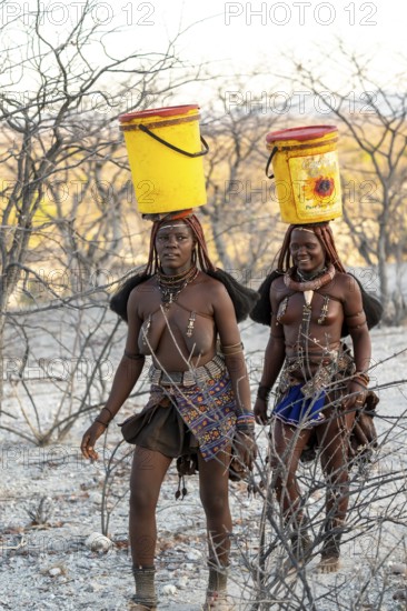 Himba woman fetching water, heavy buckets on their heads, traditional Himba, Kaokoveld, Kunene, Namibia