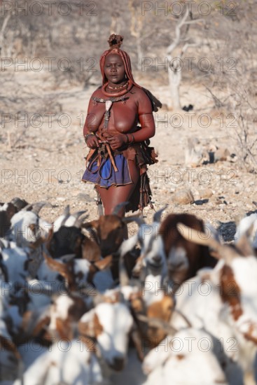 Himba woman taking care of goats, traditional Himba village, Kaokoveld, Kunene, Namibia