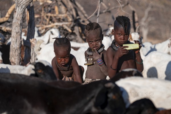 Himba children in the goat herd, traditional Himba village, Kaokoveld, Kunene, Namibia