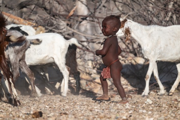 Himba child running in the goat herd, traditional Himba village, Kaokoveld, Kunene, Namibia