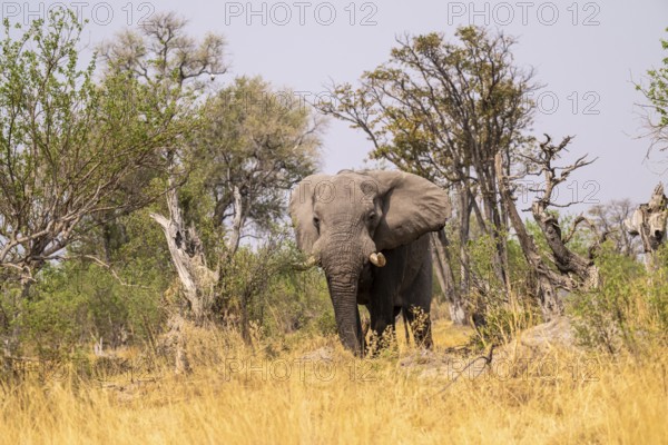Elephant (Loxodonta africana) in dry grass, bull, Xakanaxa, Moremi Game Reserve, Botswana