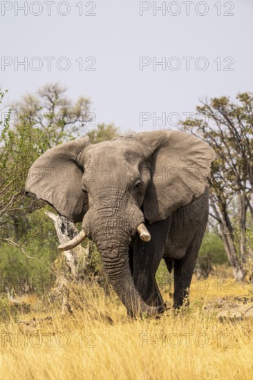 Elephant (Loxodonta africana) in dry grass, bull, Xakanaxa, Moremi Game Reserve, Botswana