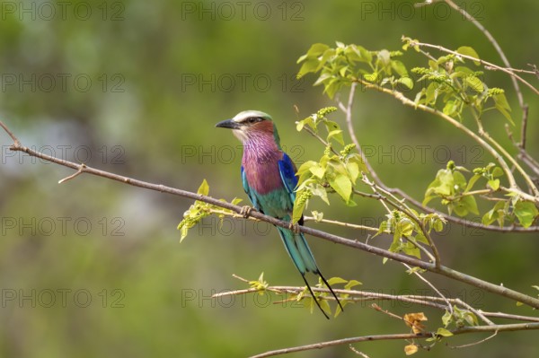 Forked Roller (Coracias caudatus), Xakanaxa, Okavango Delta, Moremi Game Reserve, Botswana