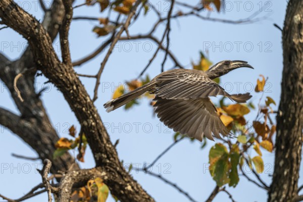 Grey Hornbill (Lophoceros nasutus, synonym: Tockus nasutus), also known as White-crested Hornbill, in flight, Xakanaxa, Okavango Delta, Moremi Game Reserve, Botswana