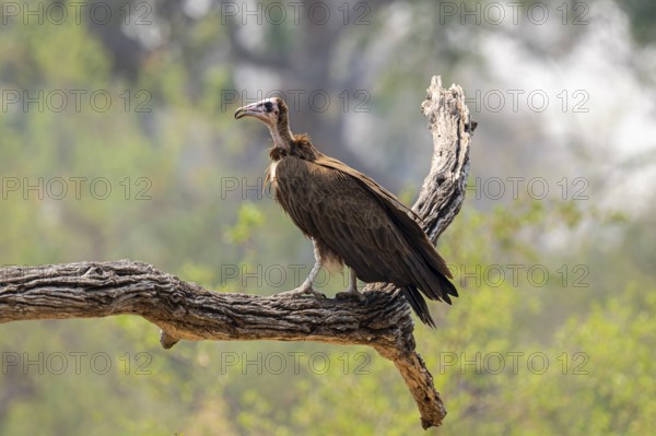 Black-capped vulture (Necrsoyrtes monachus) sitting on a branch, Xakanaxa, Okavango Delta, Moremi Game Reserve, Botswana