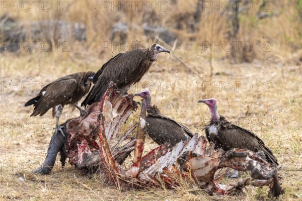 Black-capped vulture (Necrsoyrtes monachus) on a carcass, carrion of a dead buffalo, Xakanaxa, Okavango Delta, Moremi Game Reserve, Botswana