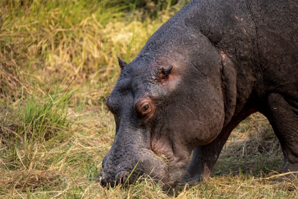 Hippopotamus (Hippopatamus amphibius), grazing in a meadow, animal portrait, Okavango Delta, Moremi Game Reserve, Botswana