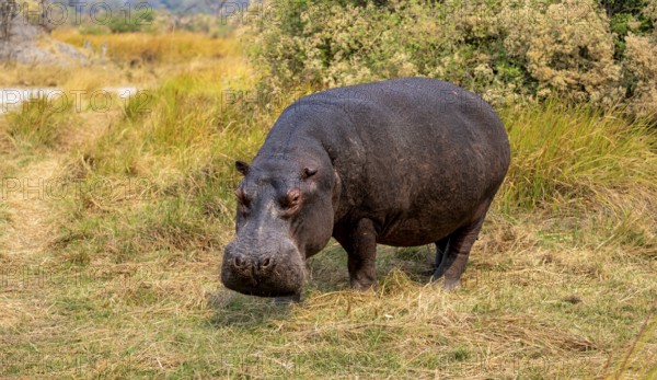 Hippopotamus (Hippopatamus amphibius), grazing in a meadow, Okavango Delta, Moremi Game Reserve, Botswana