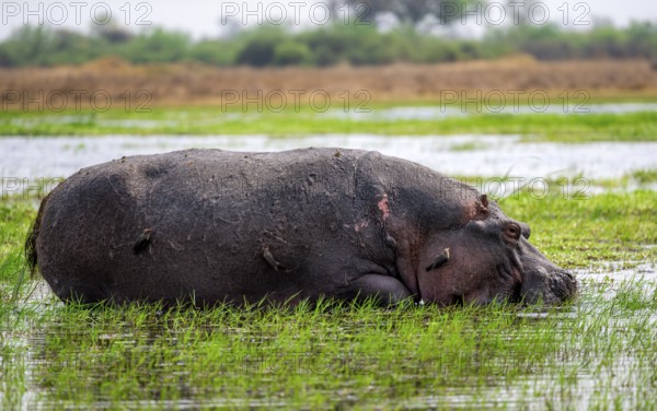 Hippopotamus (Hippopatamus amphibius), grazing in the shallow water of a lake, Okavango Delta, Moremi Game Reserve, Botswana