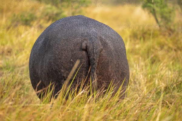 Hippopotamus (Hippopatamus amphibius), grazing in a meadow from behind, animal portrait, Okavango Delta, Moremi Game Reserve, Botswana