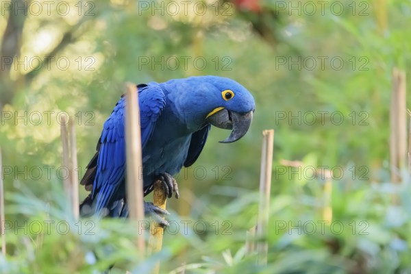 A hyacinth macaw (Anodorhynchus hyacinthinus) sits in dense green vegetation and nibbles on dry straws. Central and eastern South America