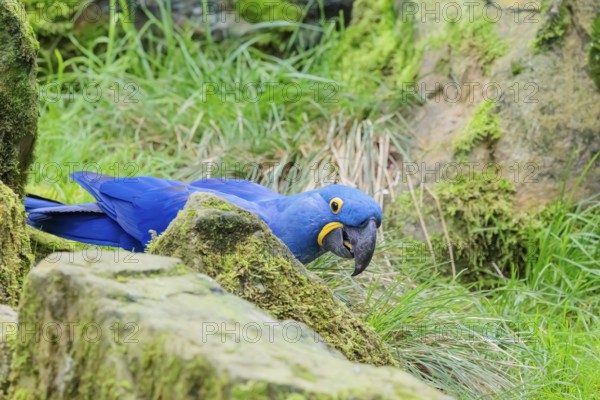 A hyacinth macaw (Anodorhynchus hyacinthinus) sits on a rock lying on a green meadow. Central and eastern South America