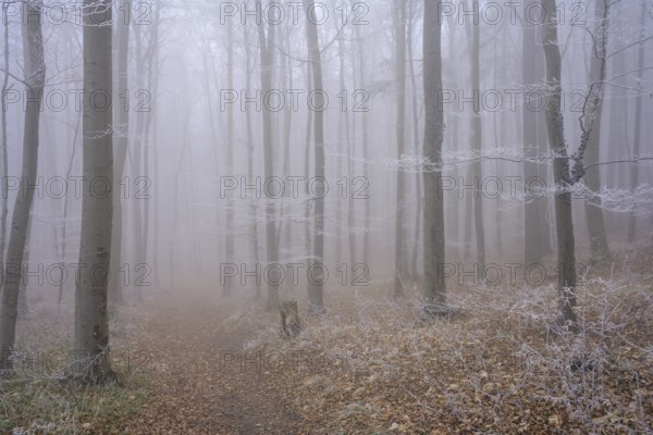 Fog and hoarfrost in the forest, Hoher Lindkogel, Lower Austria, Austria