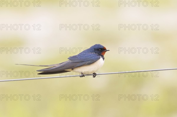 Barn Swallow (Hirundo rustica) sitting on a pasture fence, wildlife, animals, birds, swallows, migratory bird, Ochsenmoor, Dümmer See nature park Park, Hüde, Lower Saxony, Germany
