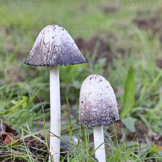 Crested tintling (Coprinus comatus), at the edge of the forest, fruiting body with cap, close-up, Wilnsdorf, North Rhine-Westphalia, Germany