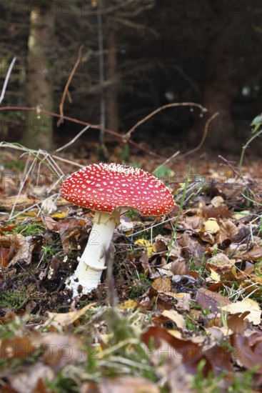 Red fly agaric (Amanita muscaria), fruiting body, in autumn leaves, dark background, close-up, Wilnsdorf, North Rhine-Westphalia, Germany