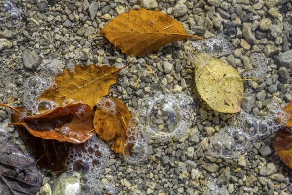 Leaves and air bubbles in water at Leopoldsteinersee, Eisenerz, Styria, Austria