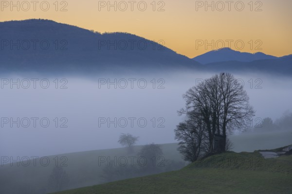Blue hour trees in fog at Kremesberg, Pottenstein, Lower Austria, Austria