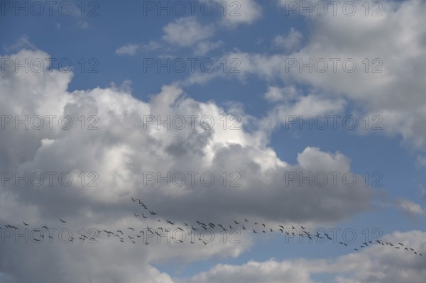 Wild geese (Anser anser) flying in formation under rain clouds (Nimbostratus) at the Darß, Mecklenburg-Vorpommern, Germany