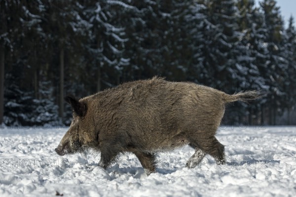 Wild boar (Sus scrofa) foraging in winter, winter, snow cover, Germany