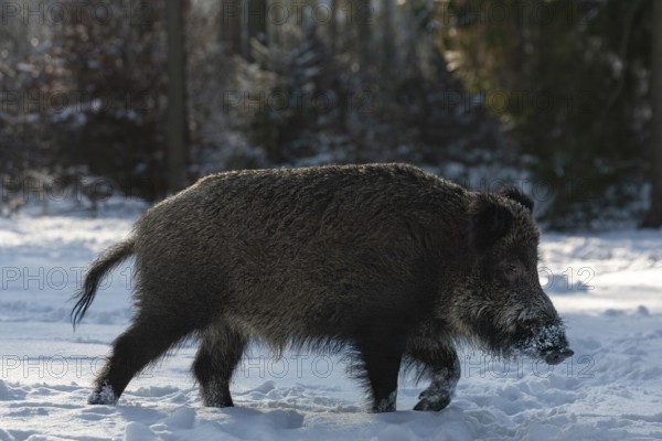 A wild boar (Sus scrofa) running across a snowy forest meadow, winter, winter sun, wild boar, Germany