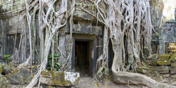 Tetrameles (Tetrameles nudiflora), tree conquers with its roots the ruins of the temple complex of Ta Prohm, Angkor Thom, UNESCO World Heritage Site, Siem Reap, Cambodia