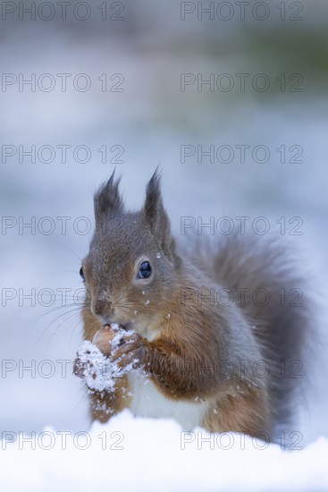 Red squirrel (Sciurus vulgaris) adult animal feeding on a hazel nut in snow in winter, England, United Kingdom