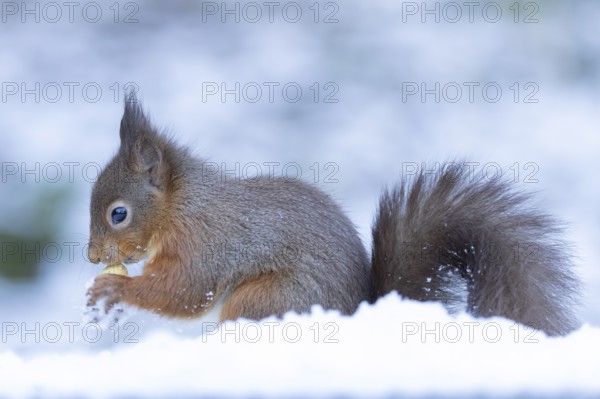 Red squirrel (Sciurus vulgaris) adult animal feeding on a nut in snow in winter, England, United Kingdom