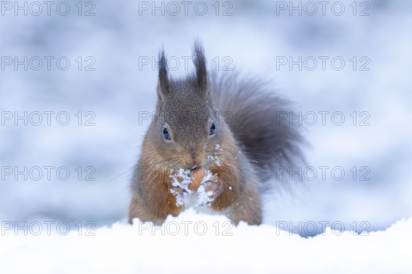 Red squirrel (Sciurus vulgaris) adult animal feeding on a hazel nut in snow in winter, England, United Kingdom