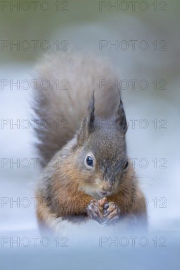Red squirrel (Sciurus vulgaris) adult animal eating a nut in snow in winter, England, United Kingdom