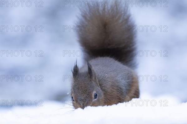 Red squirrel (Sciurus vulgaris) adult animal in snow in winter, England, United Kingdom
