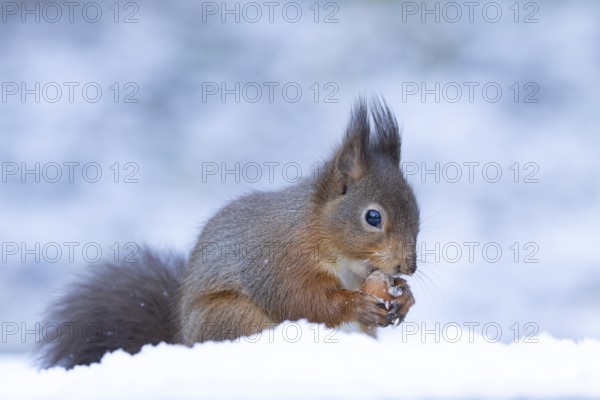 Red squirrel (Sciurus vulgaris) adult animal eating a hazel nut in snow in winter, England, United Kingdom