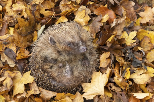 European hedgehog (Erinaceus europaeus) adult animal sleeping on fallen autumn leaves, England, United Kingdom
