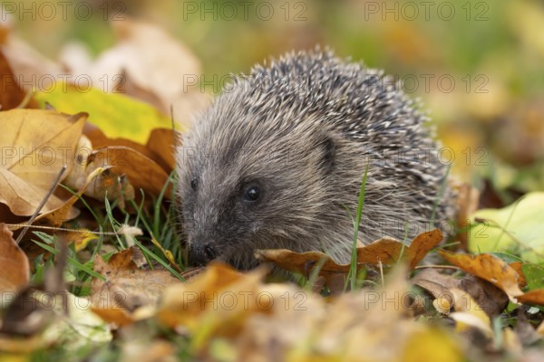 European hedgehog (Erinaceus europaeus) adult animal on fallen autumn leaves on a garden grass lawn, England, United Kingdom