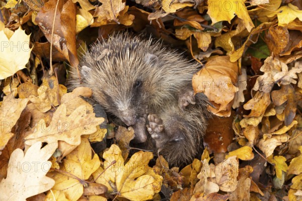 European hedgehog (Erinaceus europaeus) adult animal resting on fallen autumn leaves, England, United Kingdom