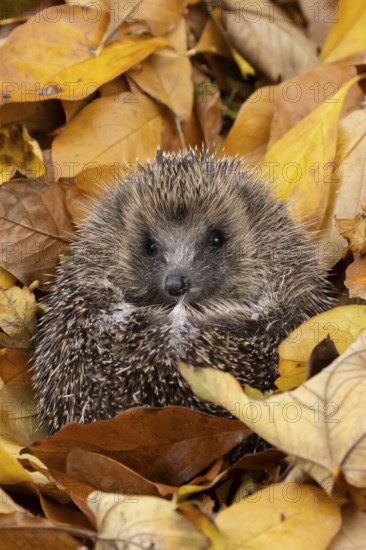 European hedgehog (Erinaceus europaeus) adult animal on fallen autumn leaves, England, United Kingdom
