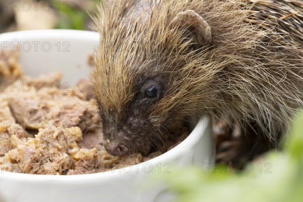 European hedgehog (Erinaceus europaeus) adult animal feeding on food from a bowl in a garden, England, United Kingdom