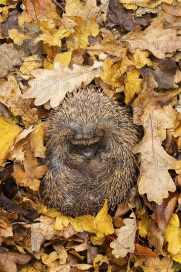 European hedgehog (Erinaceus europaeus) adult animal sleeping on fallen autumn leaves, England, United Kingdom