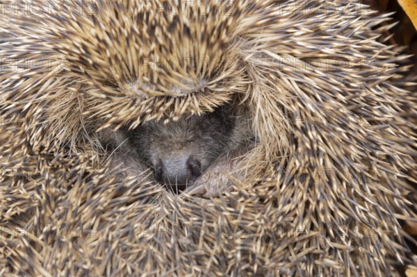 European hedgehog (Erinaceus europaeus) adult animal sleeping, England, United Kingdom