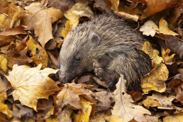 European hedgehog (Erinaceus europaeus) adult animal on fallen autumn leaves, England, United Kingdom