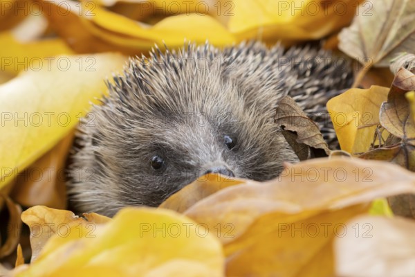 European hedgehog (Erinaceus europaeus) adult animal amongst fallen autumn leaves, England, United Kingdom