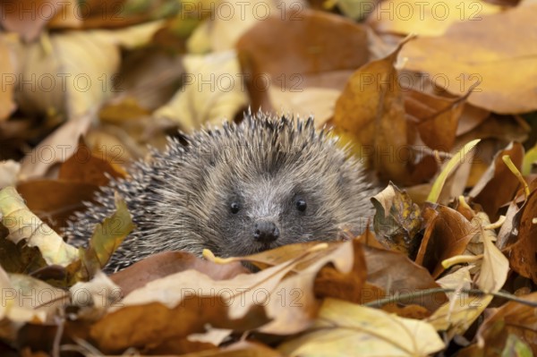 European hedgehog (Erinaceus europaeus) adult animal emerging from fallen autumn leaves, England, United Kingdom